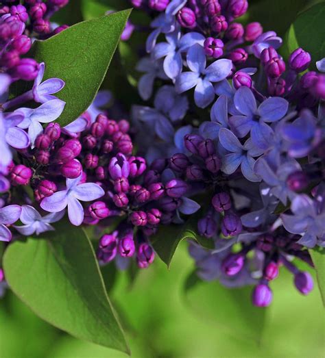 Morning Lilacs By The Forests Edge Photography Diane Sandoval In 2021