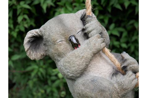 Hanging Koala The Loft