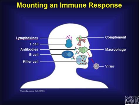 Understanding Cancer Series The Immune System