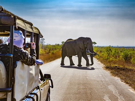 8 Tips Voor Als Je Op Safari Gaat In Zuid Afrika 333travel