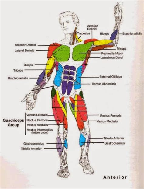 Muscular System Diagram For Kids Anatomy Picture Reference And Health