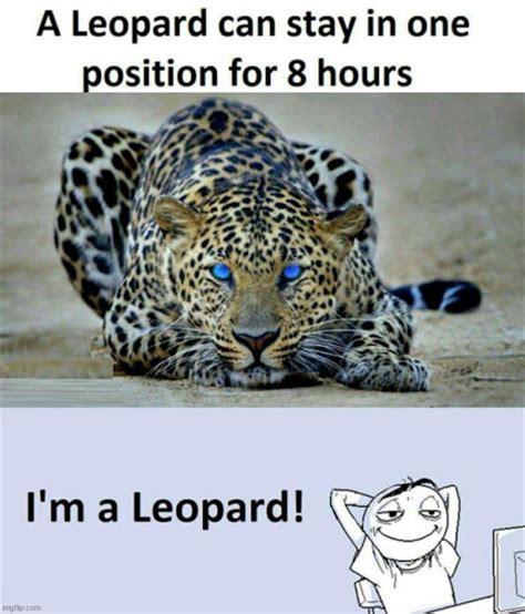 Image Tagged In Leopardand Thats A Fact Imgflip