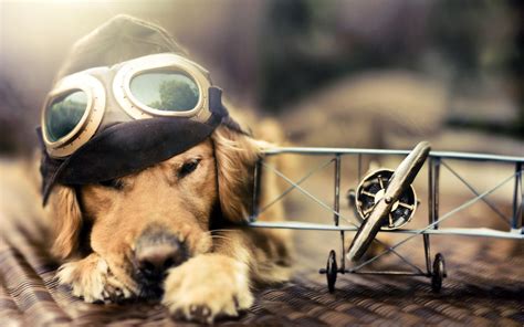 Photo Of Golden Retriever Puppy Wearing Aviator Goggles Near Scale