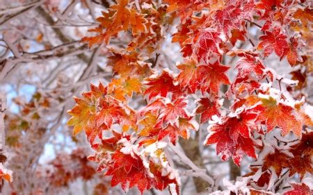 Snow On Autumn Leaves The Beauty Of Winter Wallpapers And Images
