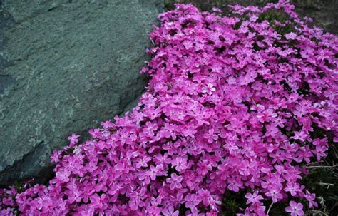 What Perennial Groundcover Can I Plant On A Sunny Slope That Is