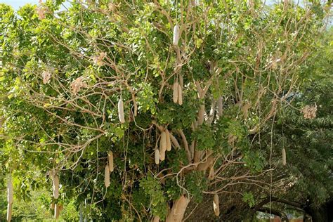 monumental sausage trees planted by pope francis in kampala flourish