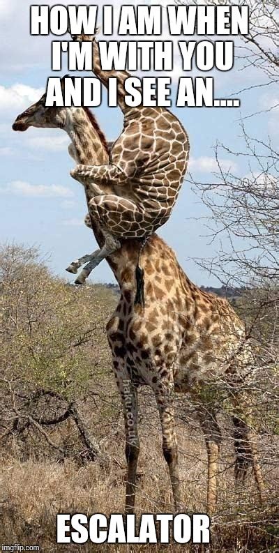 Funny Giraffe Imgflip