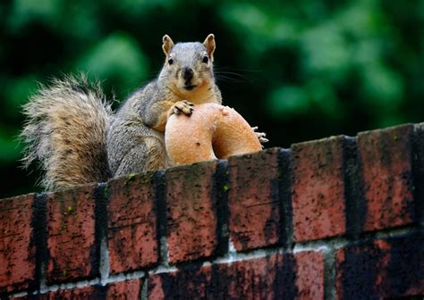 Cute Funny Hungry Squirrels Say Fall Is Here Hungryfaces