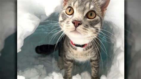 Cat Builds An Igloo After Blizzard Youtube