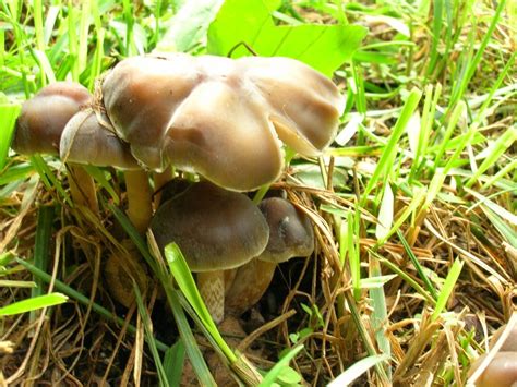 Wood ear mushroom look alikes. Weilii Info Collection - Mushroom Hunting and ...