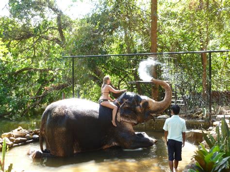 Pin Auf Elephants And Sexy Women In Bikini 2 Fun Travel