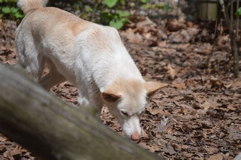 Canis Lupus Dingo The Zt2 Round Table