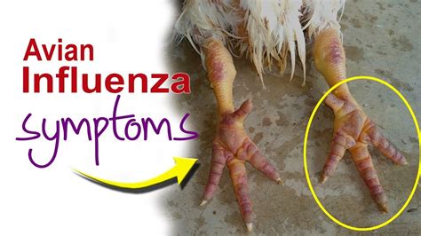 Symptoms Of Bird Flu In Chicken Avian Influenza Signs Poultry Farm