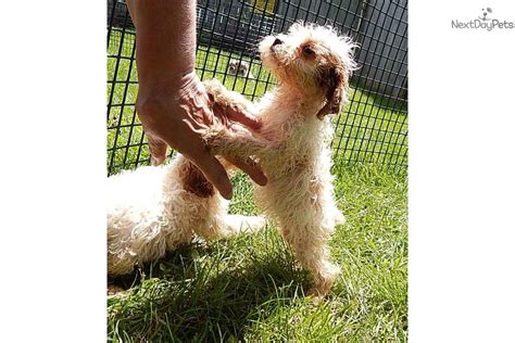 Are you worried about puppy farms, unethical breeders, and the possibility of being duped into buying a sick puppy? Cavapoo puppy for sale near South Bend / Michiana, Indiana ...