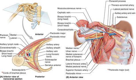 Axilla Contents Axillary Lymph Nodes And Stages Of The Plexus Science Online
