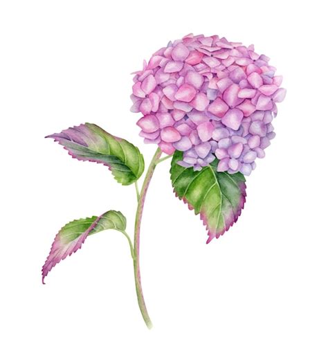 Premium Vector Watercolor Pink Hydrangea Flower Botanical Illustration
