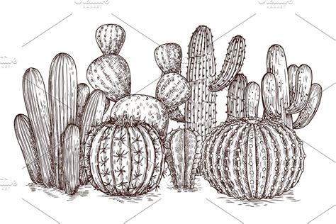 Hand Drawn Cactuses Vintage Vector Ad Vintagevectorcollection