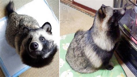 A Dog That Looks Like A Fluffy Raccoon