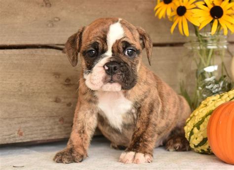 Beabull Puppies Ready Now Milly Beabull Puppy For Sale Keystone