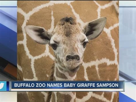Buffalo Zoo Reveals Name Of Baby Giraffe