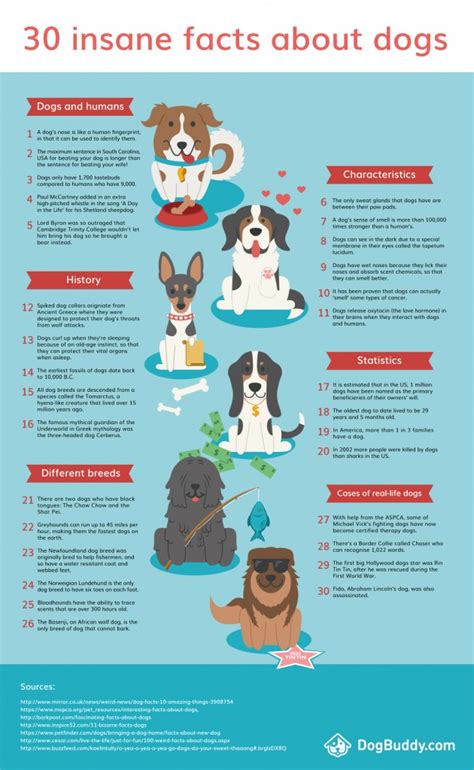 30 Insane Facts About Dogs Infographic Alltop Viral
