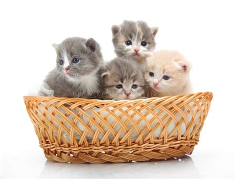Small Cute Kittens Sitting In A Basket Close Up Stock Photo Image Of