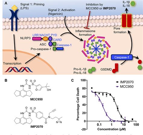 Figure From A Probe For Nlrp Inflammasome Inhibitor Mcc Identifies Carbonic Anhydrase As