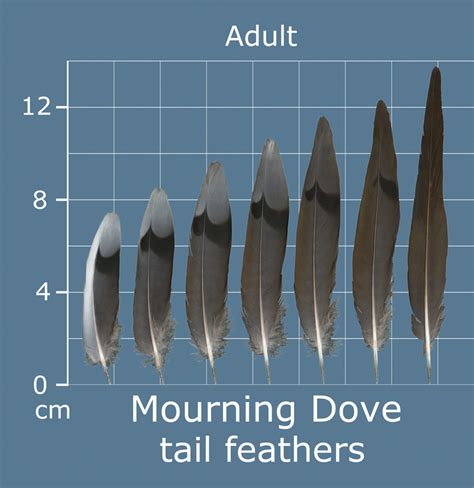 Mourning Dove Feather