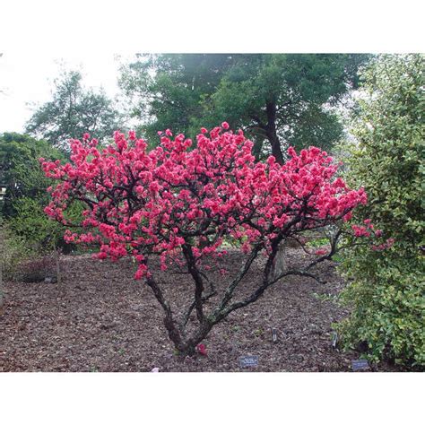 Van gogh arrived in arles in february 1888 in a snowstorm; JC Raulston Arboretum