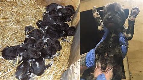 12 African Painted Dog Pups Born At Cincinnati Zoo