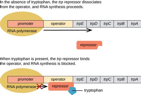 Gene Regulation Operon Theory · Microbiology