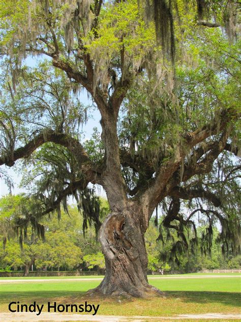 oldest live oak on middleton place and gardens in charleston sc estimated to be 800 1000