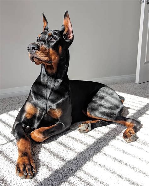 Doberman Universe 🪐 On Instagram Quarantine Sunbathing 😅 ⁣ ⁣ ⁣ 📷