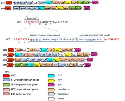 Biosensors Free Full Text Escherichia Coli O Antigen Gene Clusters