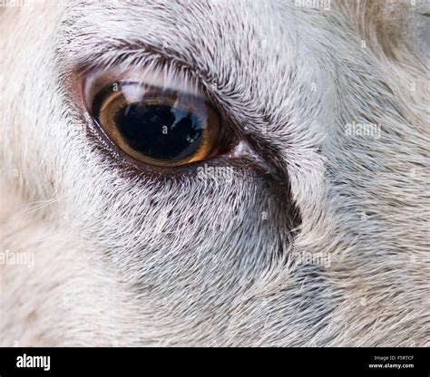 Sheeps Eyes Hi Res Stock Photography And Images Alamy