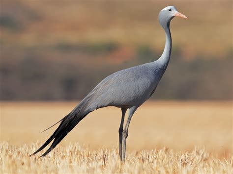 The Blue Crane A Brief History Of A Mysterious Chinese Bird Animal