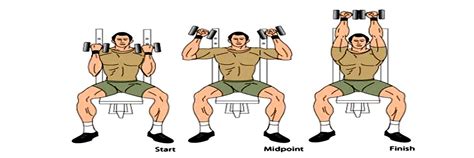 arnold shoulder press learn from the pro s and quickly gain maximum deltoid size and