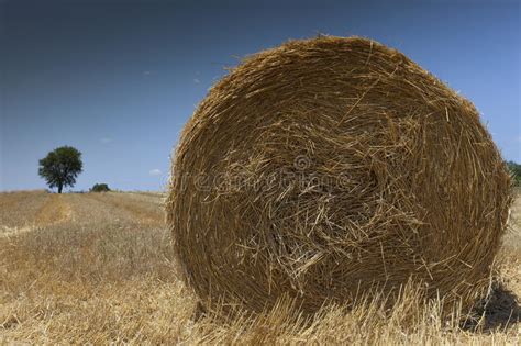 Straw Bale On A Harvested Wheat Field Stock Image Image Of Meadow