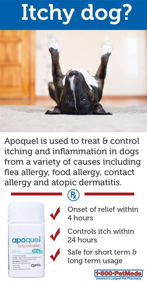 Food allergy is one of the five most common allergies or hypersensitivities known to affect dogs. 17 Best images about Managing Pet Skin Allergies on ...