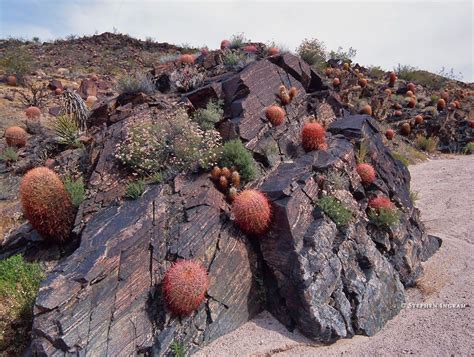 These deserts are found in the land of speedy and the roadrunner: desertbarrelcactusnursery.jpg (1024×773)