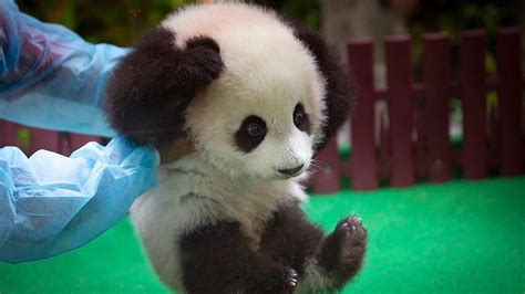 Baby Panda Makes Public Debut In Malaysia Sbs News