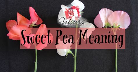 Sweet Pea Flowers And Their Meanings — Velours Designs