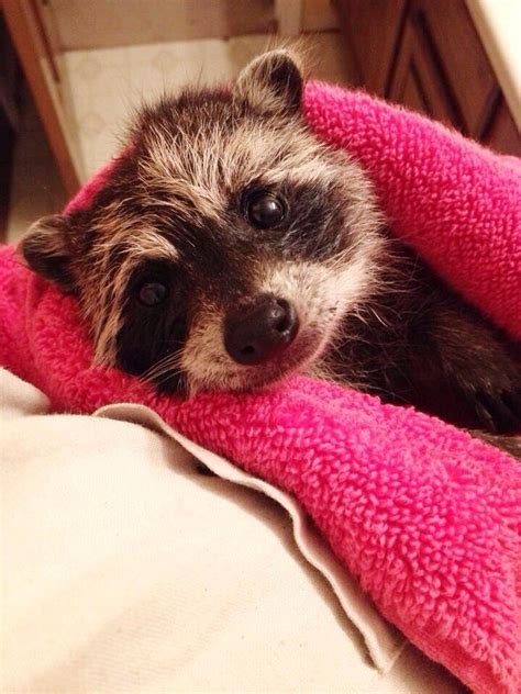 This Baby Raccoon Who Just Had Her First Bath Time More Baby Raccoon