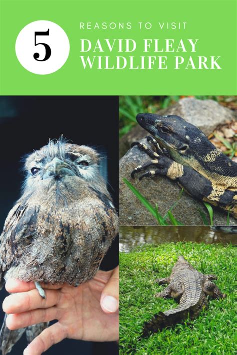 5 Reasons To Visit David Fleay Wildlife Park Sightseeing Scientist