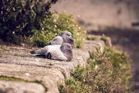 Couple Of Pigeons Free Stock Photo Public Domain Pictures