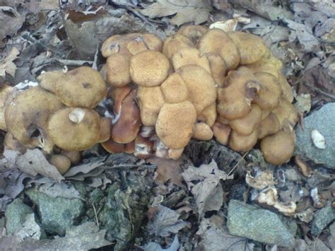 Minnesota Edible Mushrooms Photos
