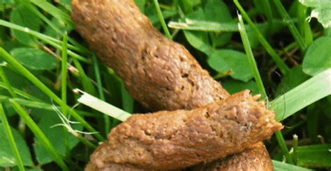 Worms In Your Dogs Poop What To Know Babelbark