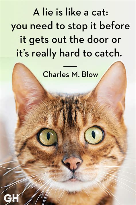 Funny Cat Pictures And Quotes Shortquotescc