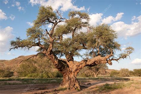 Camelthorn Tree Acacia Erioloba Stock Image C0139781 Science
