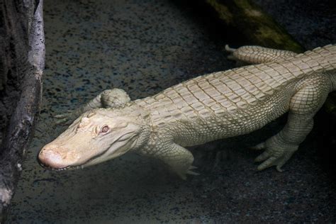 The Different Colors Of Crocodiles Albino American Crocodiles
